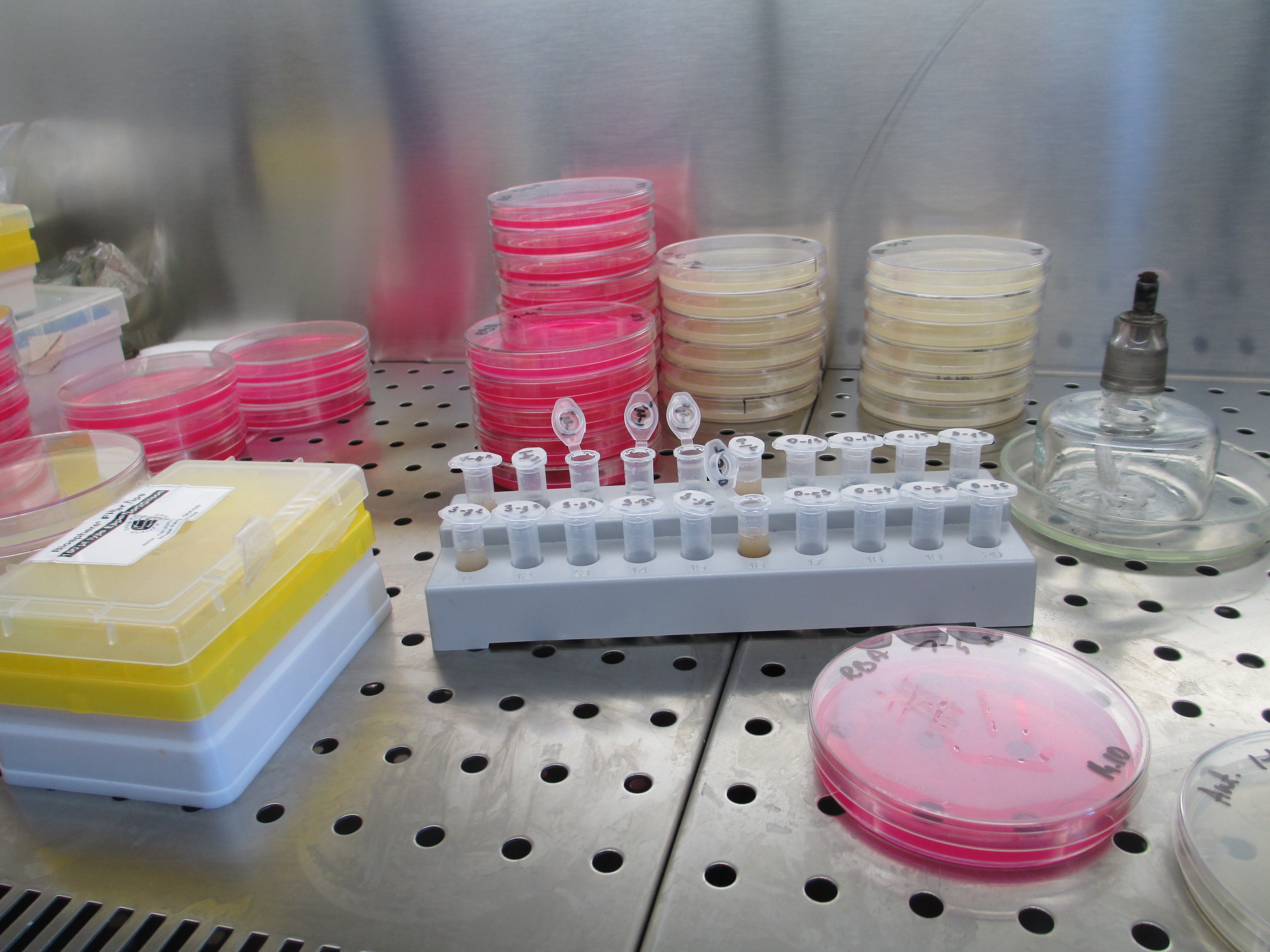 Petri dishes in a lab